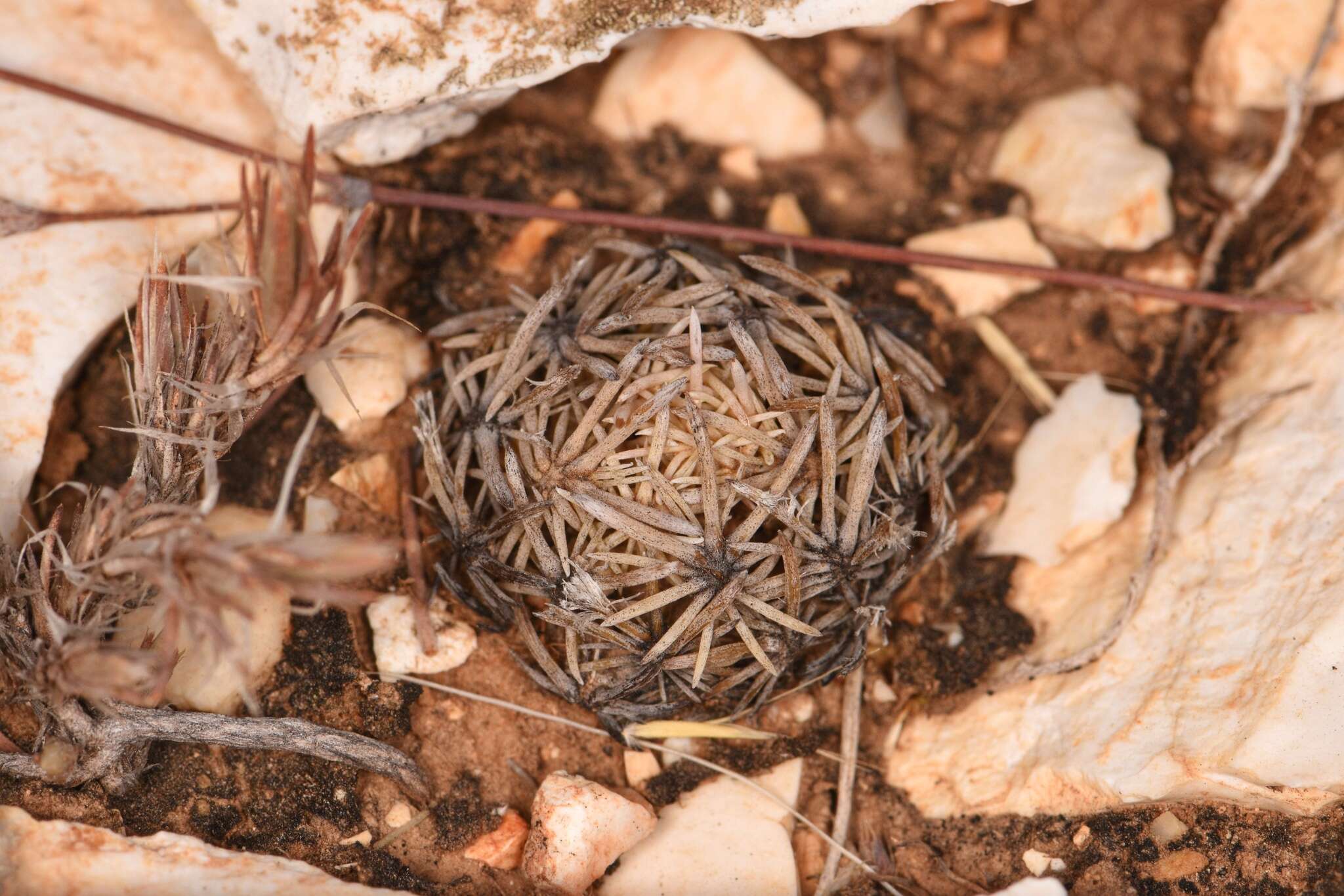 Image of Birdfoot Cactus