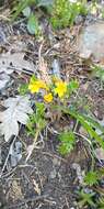 Image of Galium broomrape