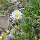 Sivun Erigeron alpicola Makino kuva