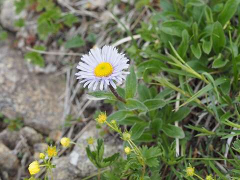 Image of Erigeron alpicola Makino