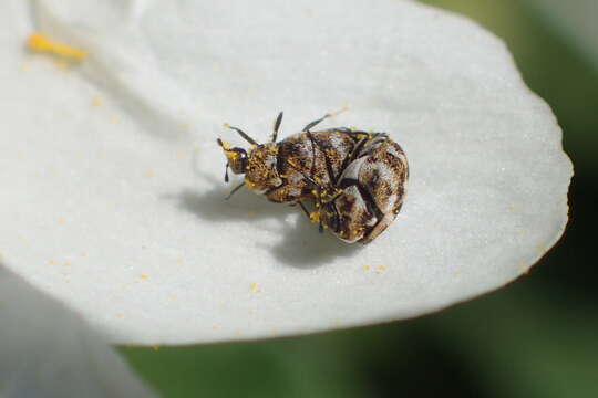 Image of Sacramento Anthicid Beetle