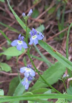 Imagem de Lobelia berlandieri A. DC.