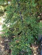 صورة Cupressus goveniana var. abramsiana (C. B. Wolf) Little