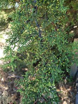 Cupressus goveniana var. abramsiana (C. B. Wolf) Little resmi