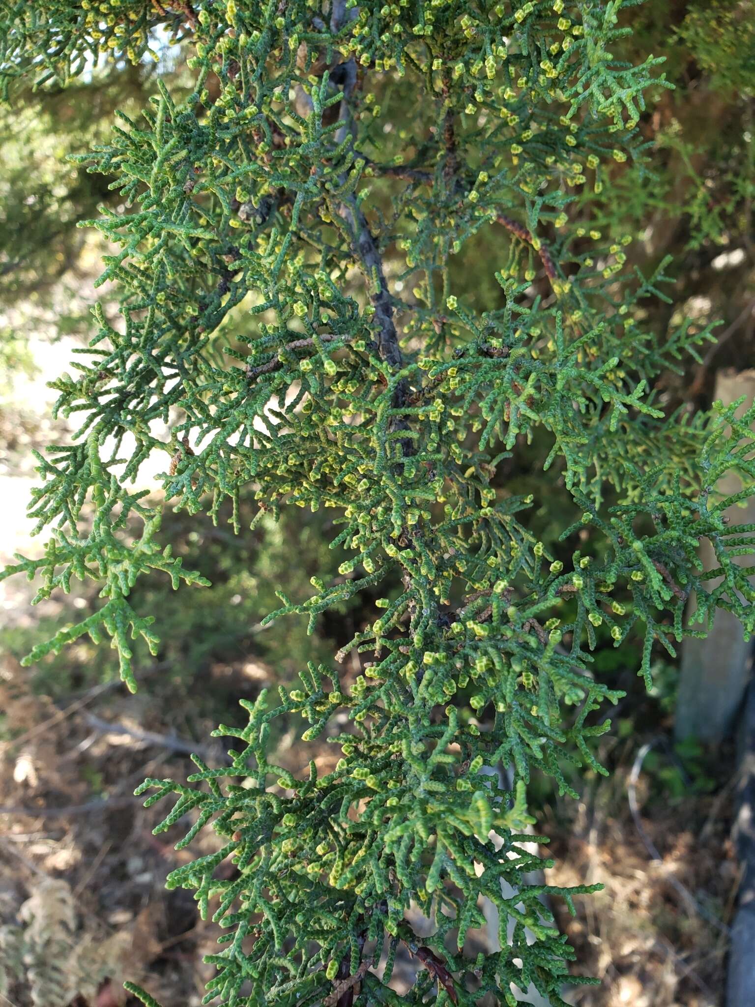 Cupressus goveniana var. abramsiana (C. B. Wolf) Little resmi