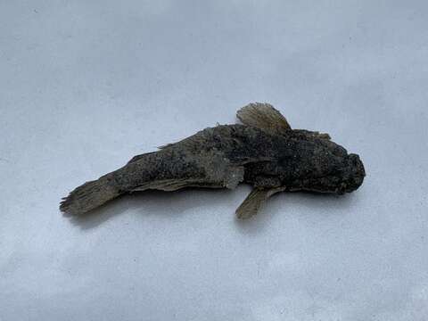 Image of Gulf Toadfish