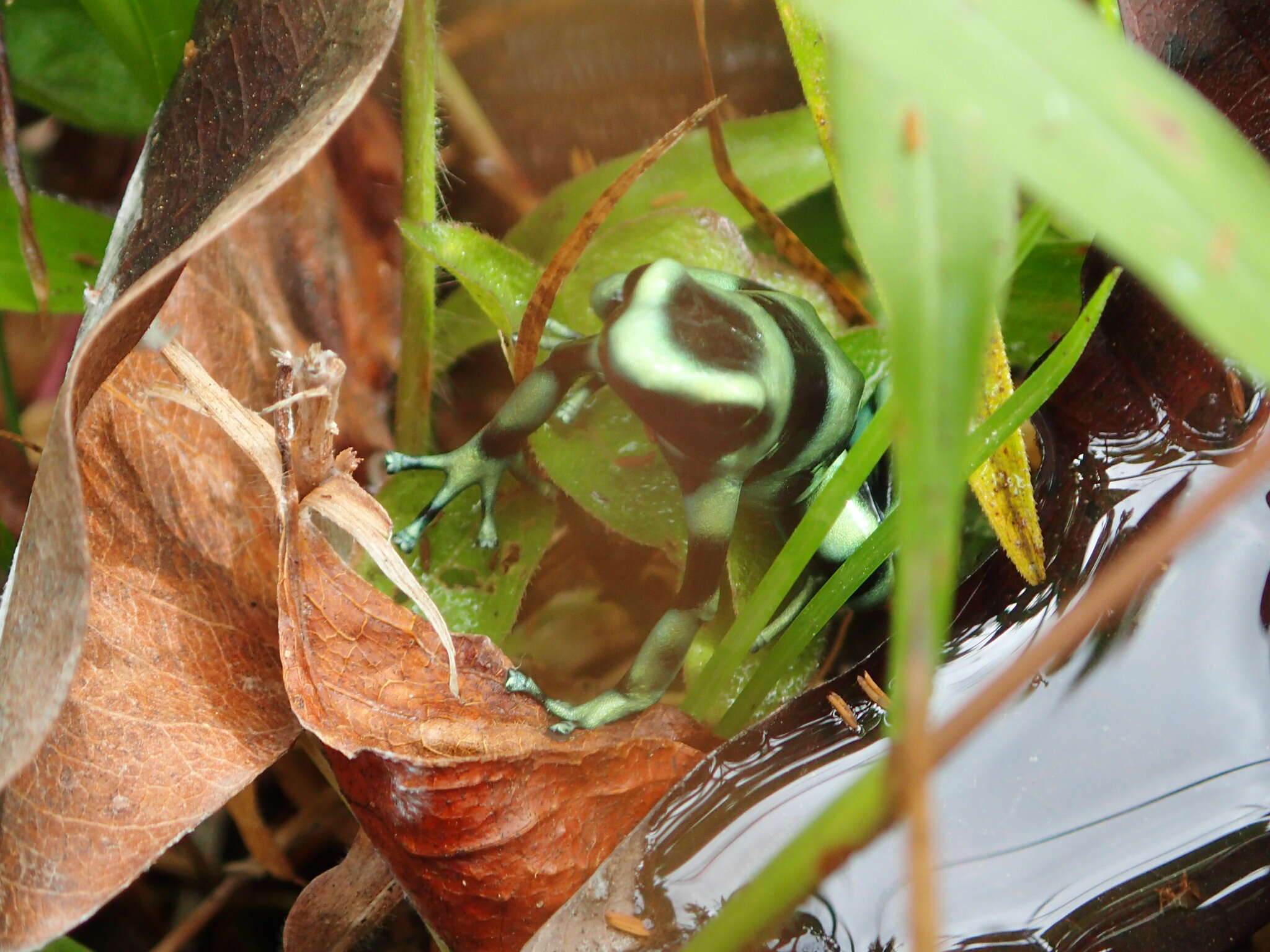 Image of Gold Arrow-poison Frog