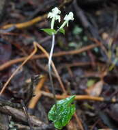 Image of Disperis lindleyana Rchb. fil.