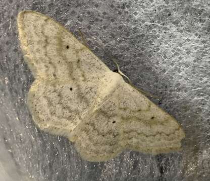 Image of pale mullein wave