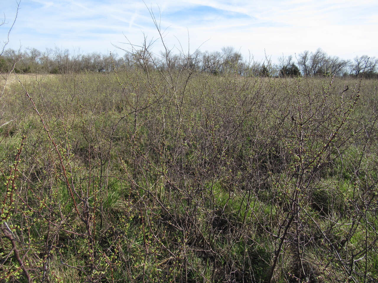 Image of creek plum