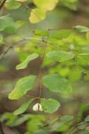 Image of common snowberry