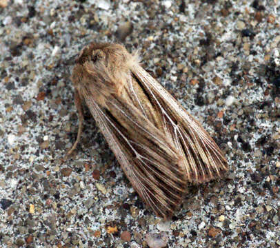 Image of shoulder-striped wainscot