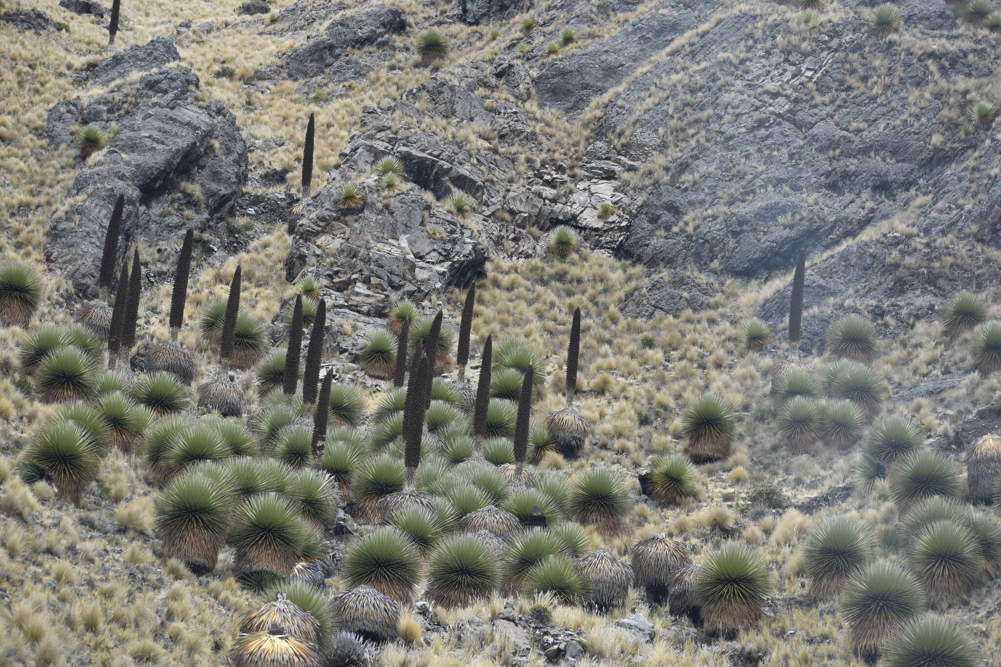 Image de Puya raimondii Harms