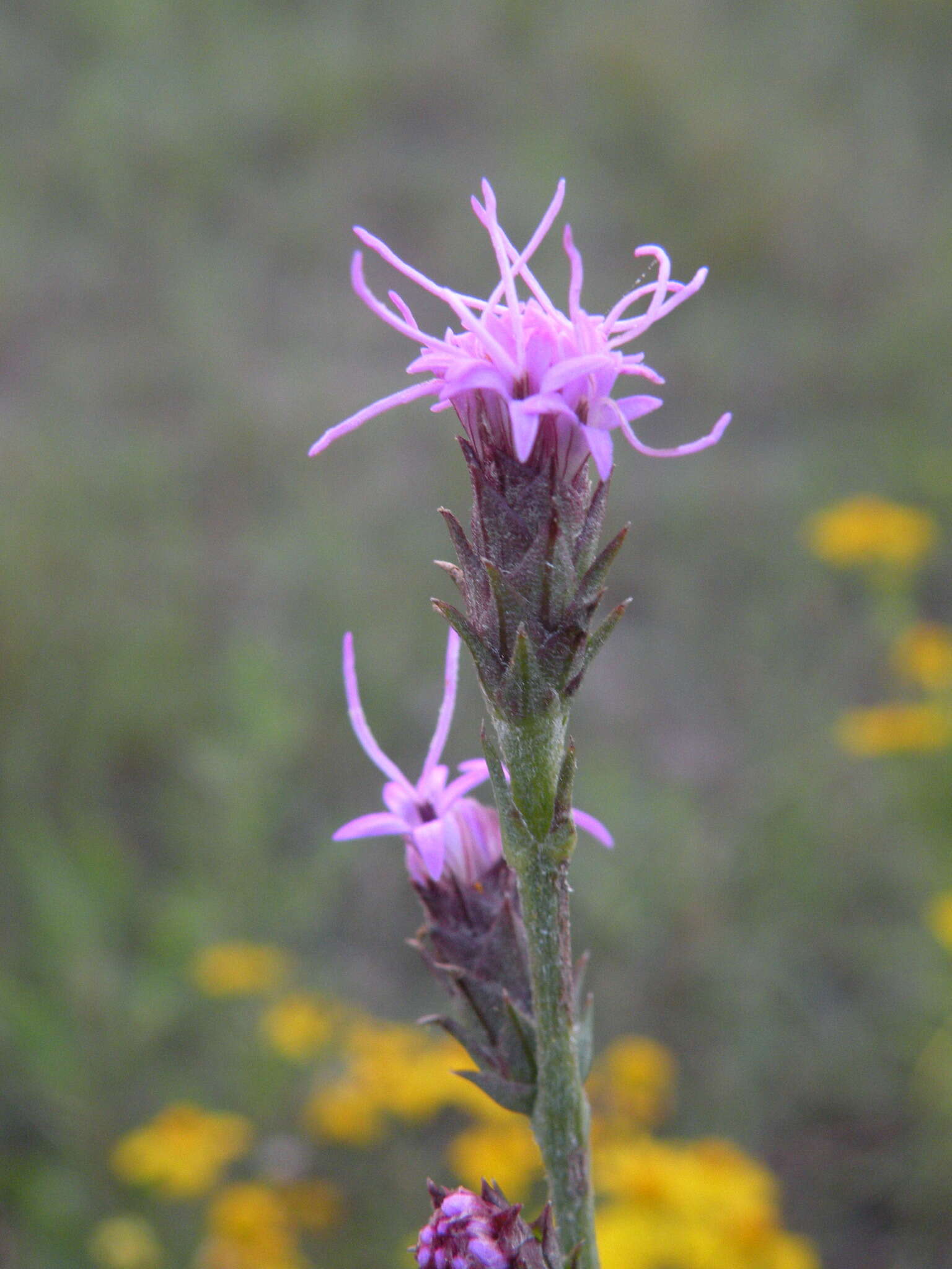 Слика од Liatris bracteata Gaiser