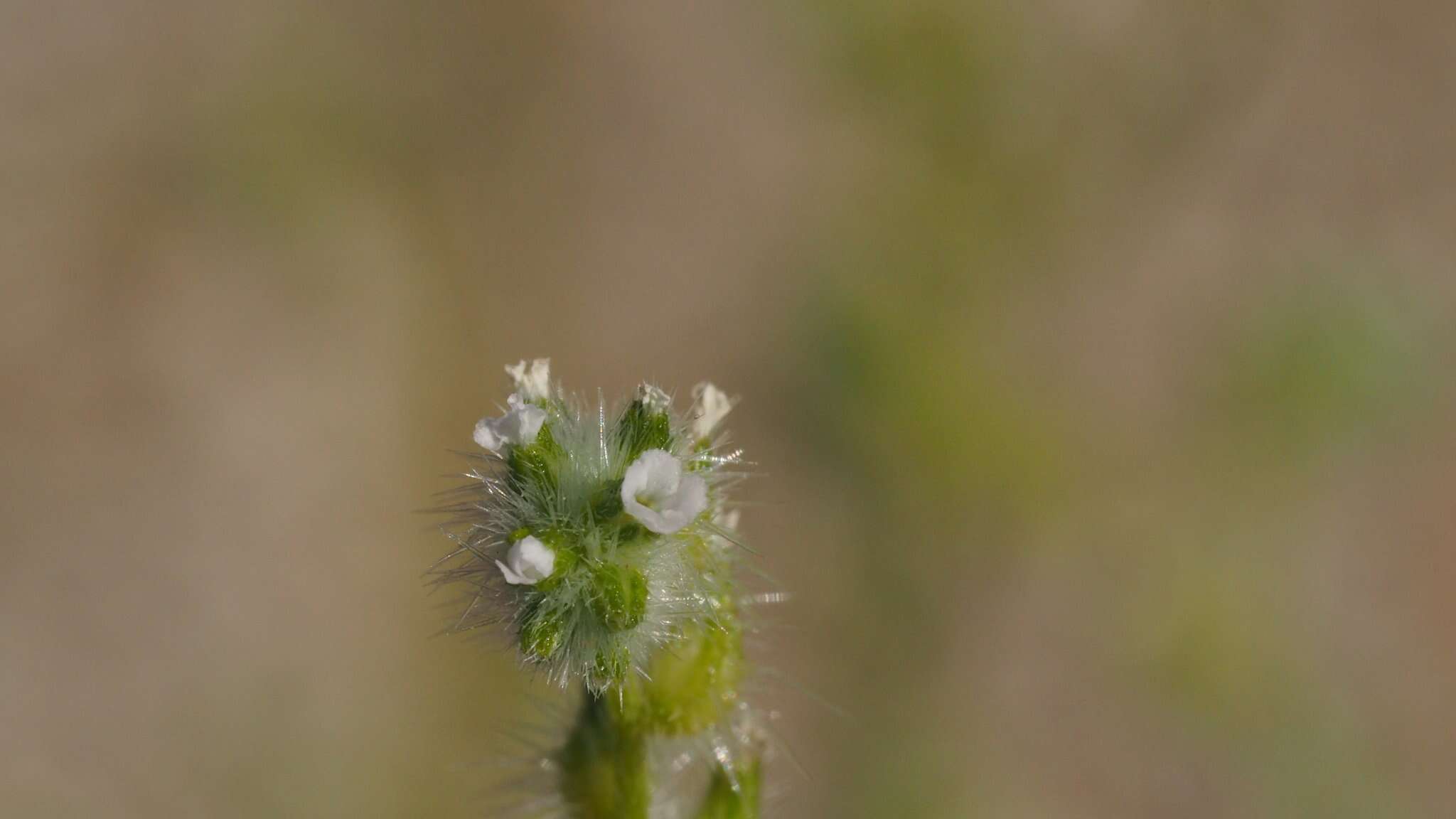 صورة Cryptantha decipiens (M. E. Jones) Heller