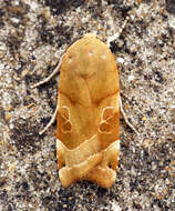 Image of broad-bordered yellow underwing