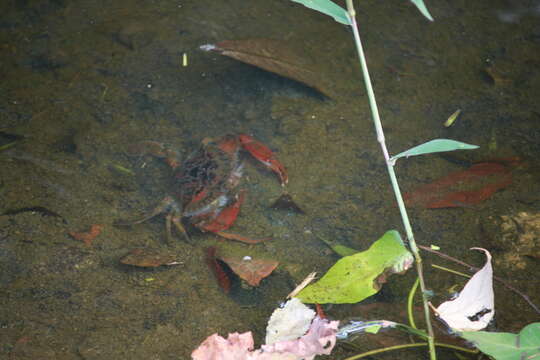 Image of Bocourt swimming crab