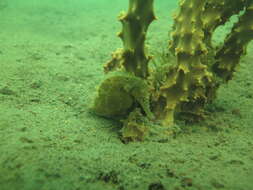 Image of Flat-faced Seahorse