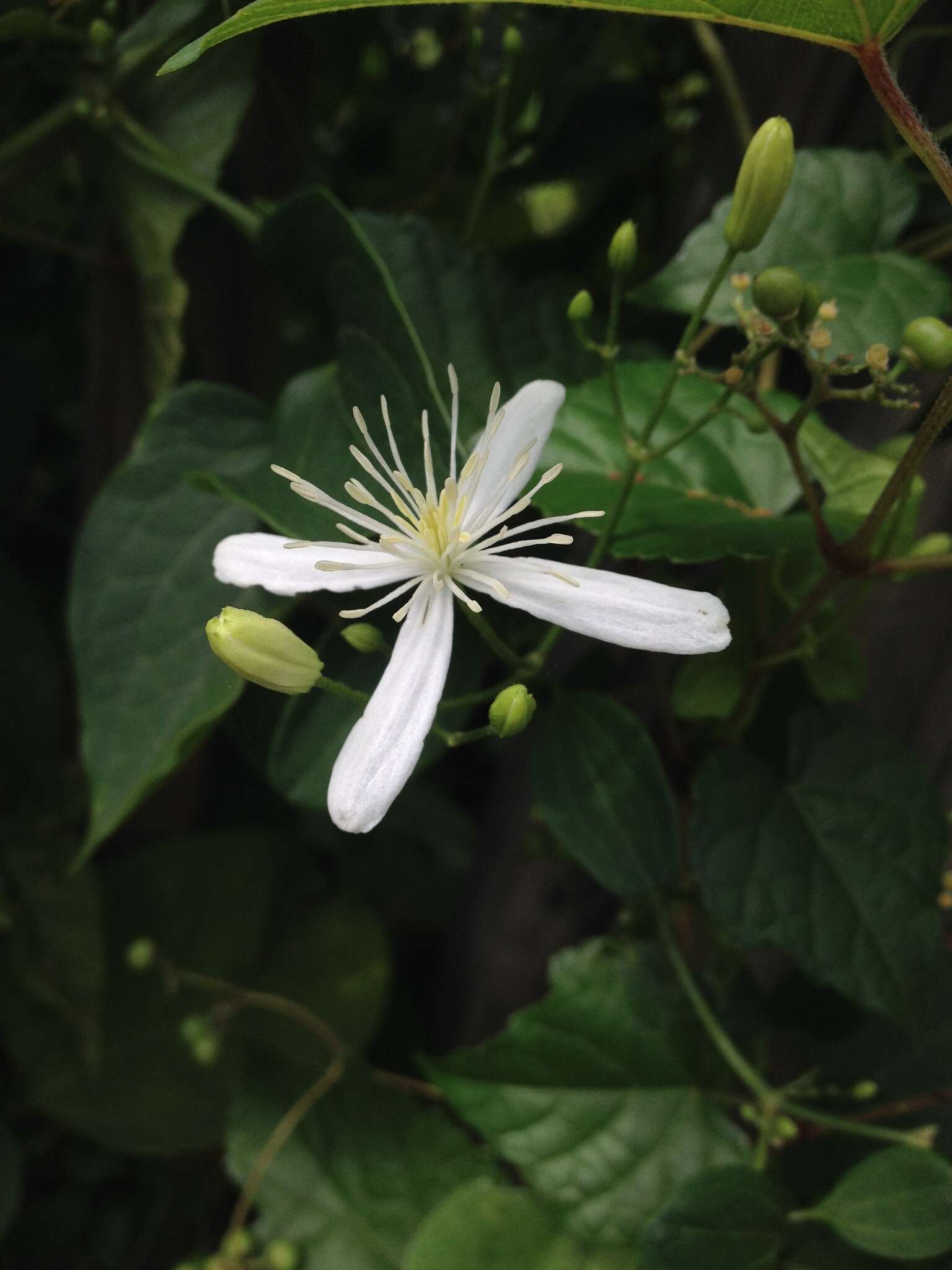 Imagem de Clematis terniflora DC.