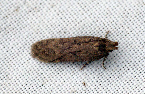 Image of Depressaria