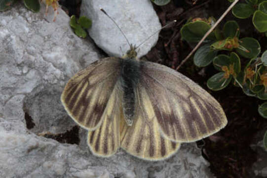 Image of Pieris bryoniae (Hübner (1806))