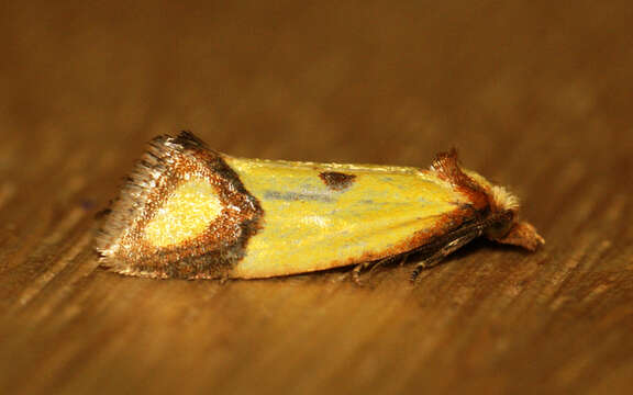 Image of Sulfur knapweed root moth