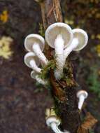 Image of Pholiota decorata (Murrill) A. H. Sm. & Hesler 1968