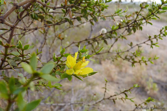 صورة Larrea divaricata Cav.