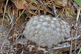 Image of Mammillaria glassii R. A. Foster