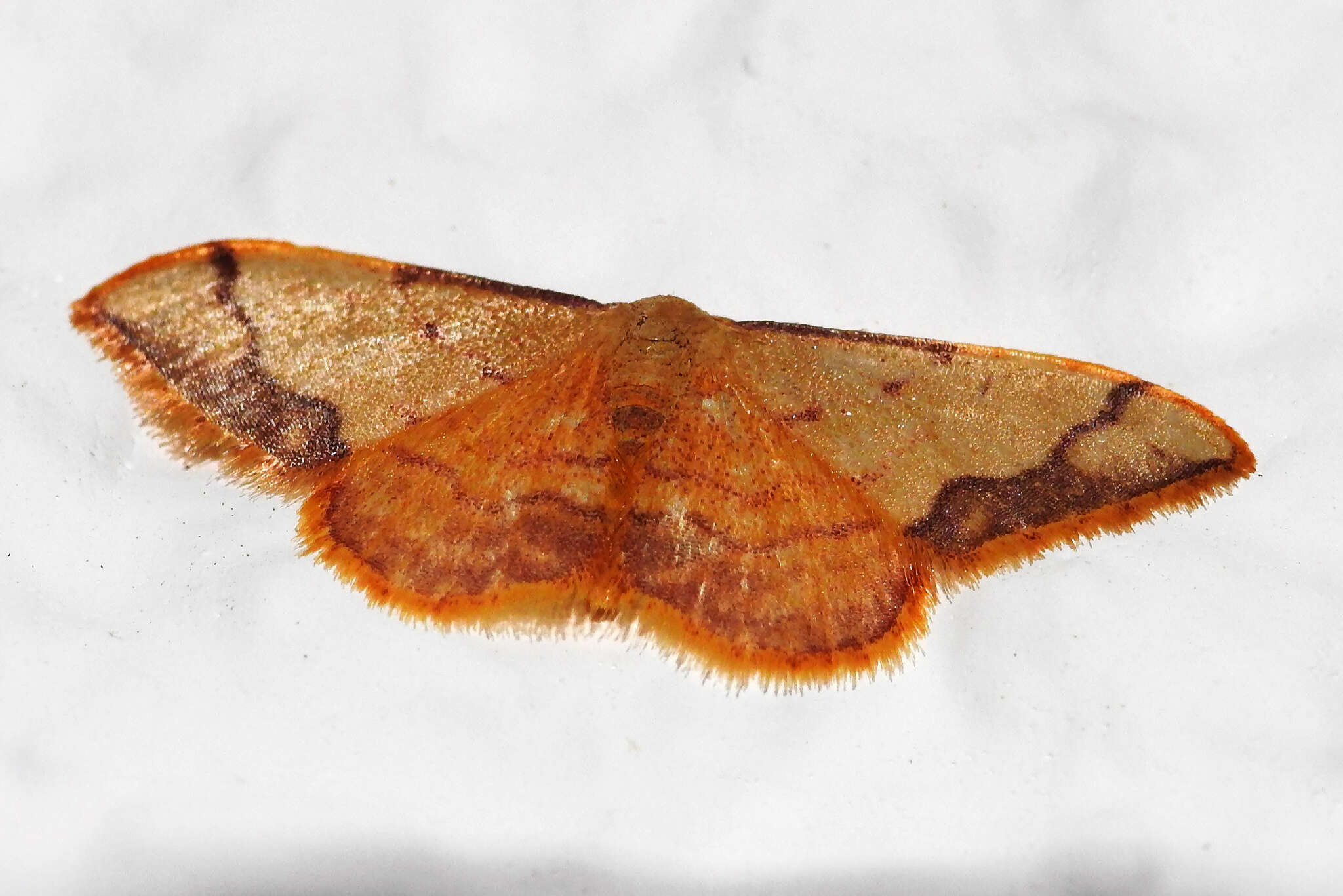 Image de Idaea ostrinaria