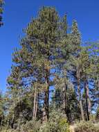 Image of ponderosa pine