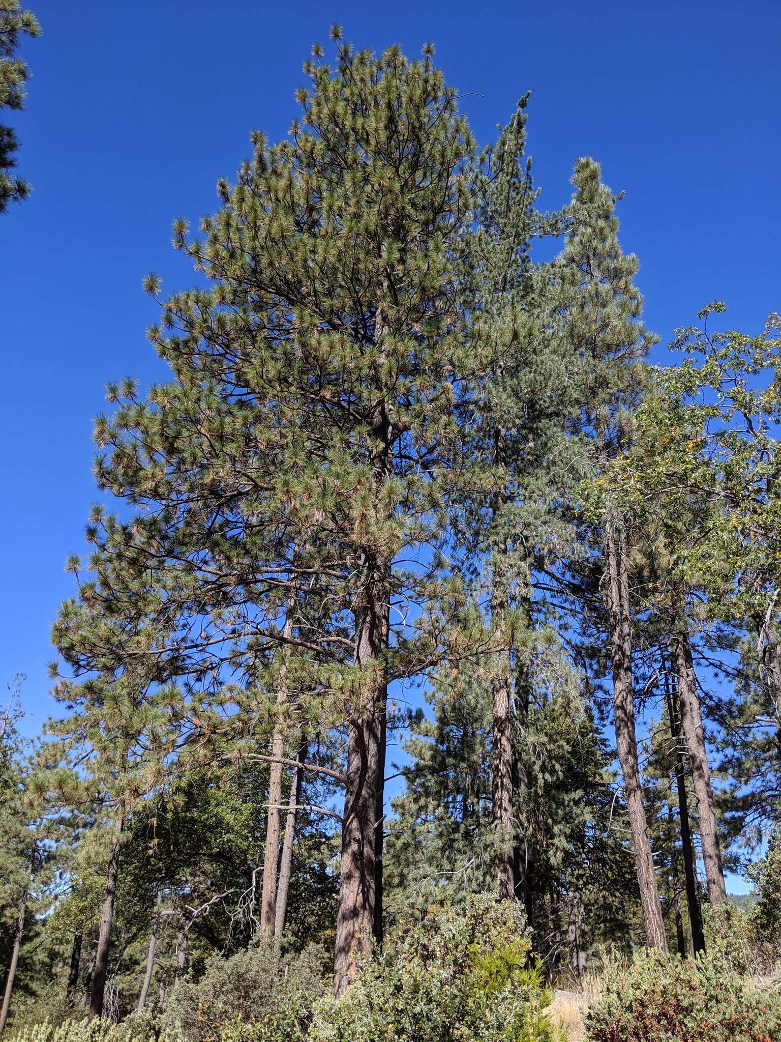 Image de Pinus ponderosa var. ponderosa