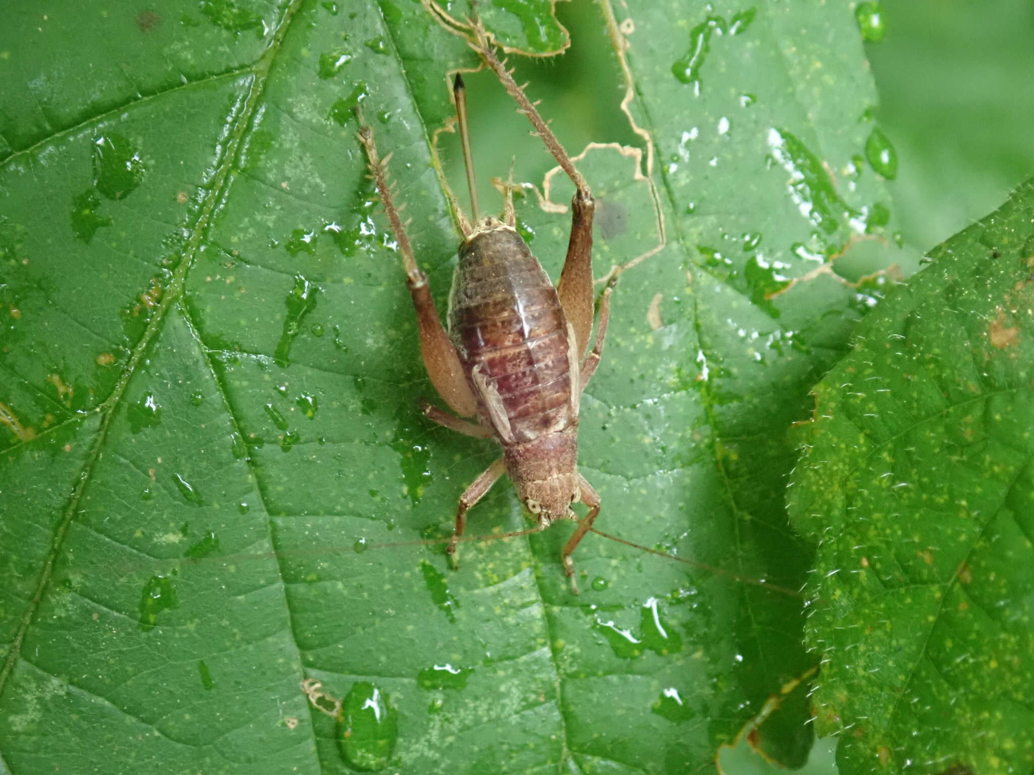 Image of Restless Bush Cricket