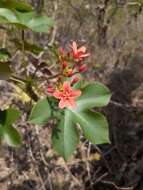 Image of Jatropha weberbaueri Pax & K. Hoffm.