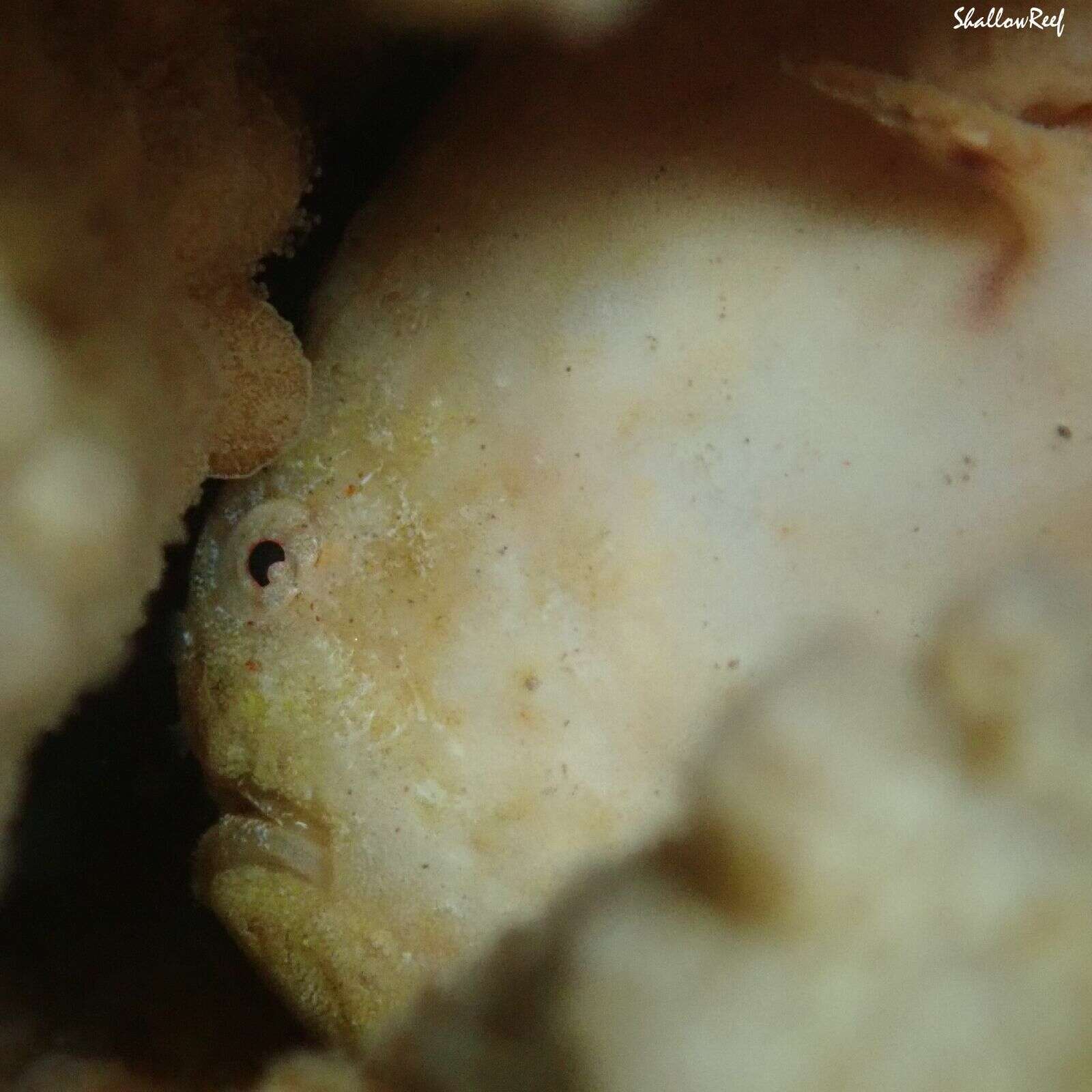 Image of Bandfin frogfish