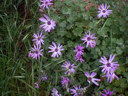 Imagem de Pericallis lanata (L'Hér.) B. Nord.