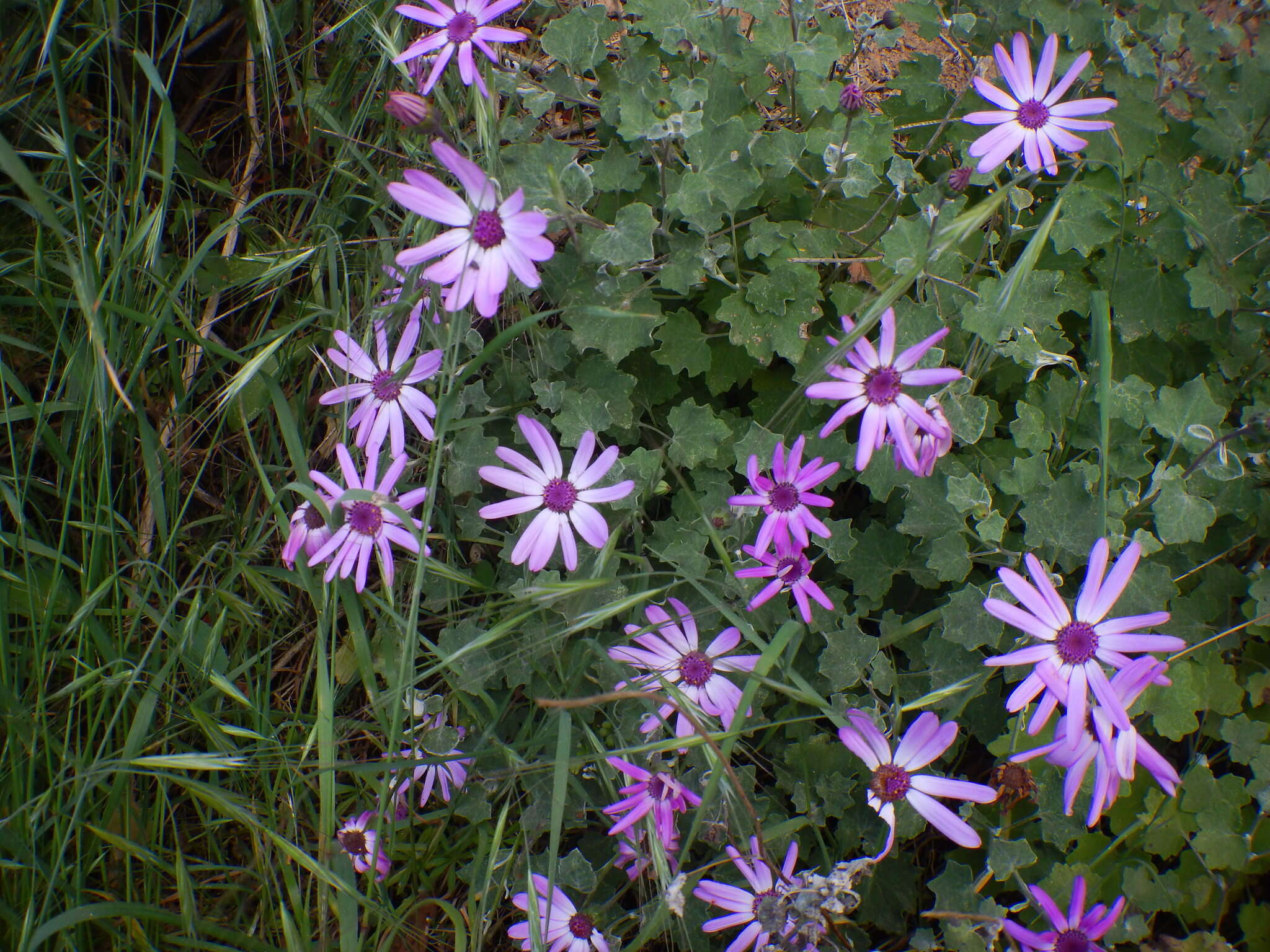 Imagem de Pericallis lanata (L'Hér.) B. Nord.