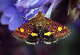 Image of Mint moth