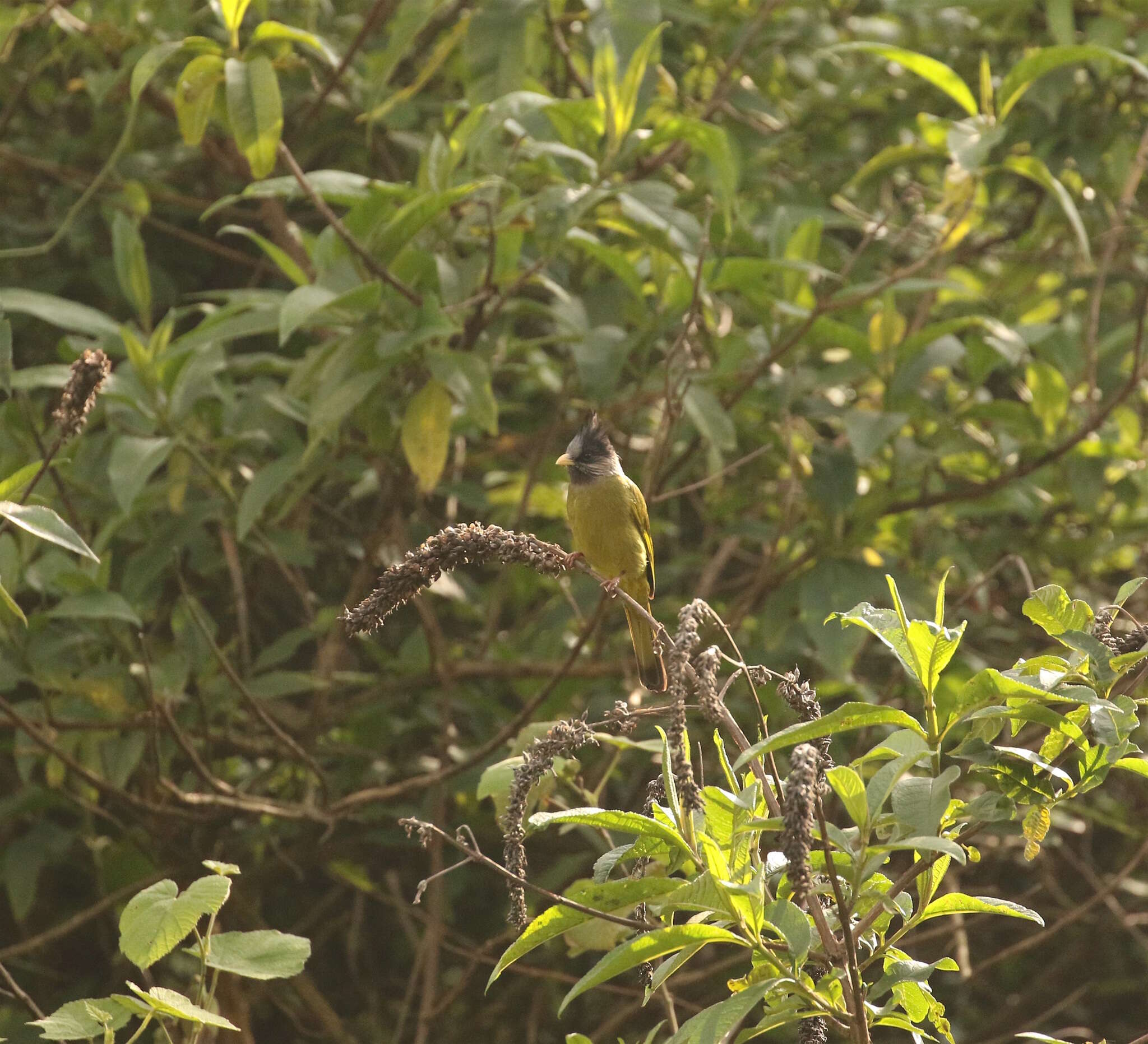 Image of Crested Finchbill