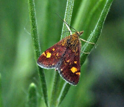 Image of Mint moth