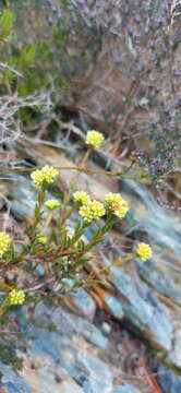 Image of Crassula subulata L.