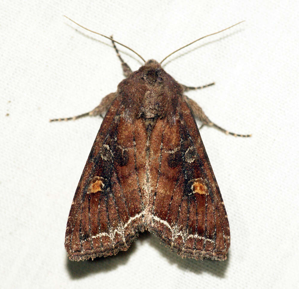 Lacanobia oleracea Linnaeus 1858 resmi