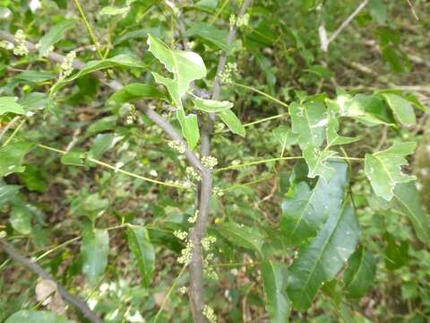 Imagem de Lepidocupania glomeriflora (Radlk.) Buerki, Callm., Munzinger & Lowry