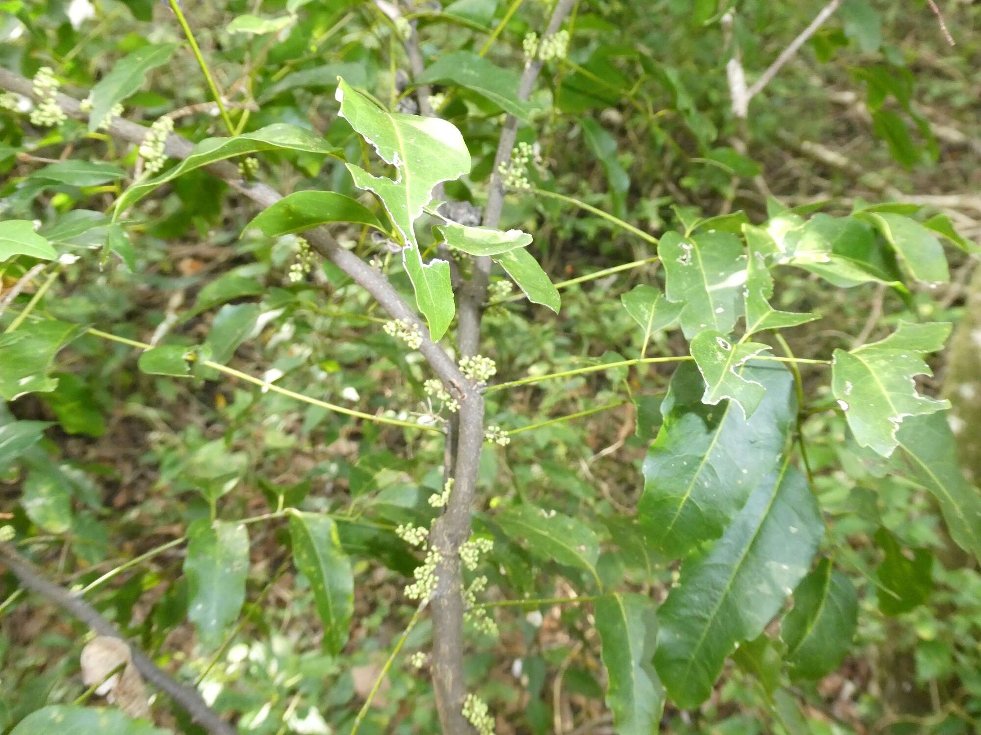 Image of Lepidocupania glomeriflora (Radlk.) Buerki, Callm., Munzinger & Lowry