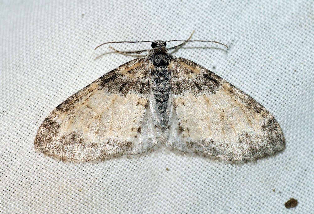 Слика од Lobophora halterata Hüfnagel 1767