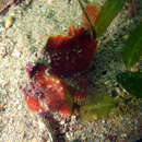 Image of Prickly anglerfish