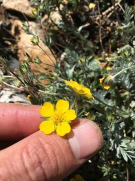 Imagem de Potentilla drummondii subsp. breweri (S. Wats.) B. Ertter