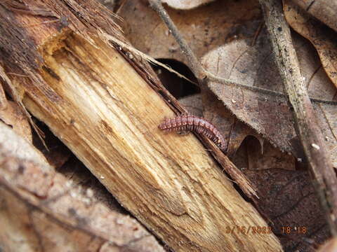 Image of Granulated Millipede