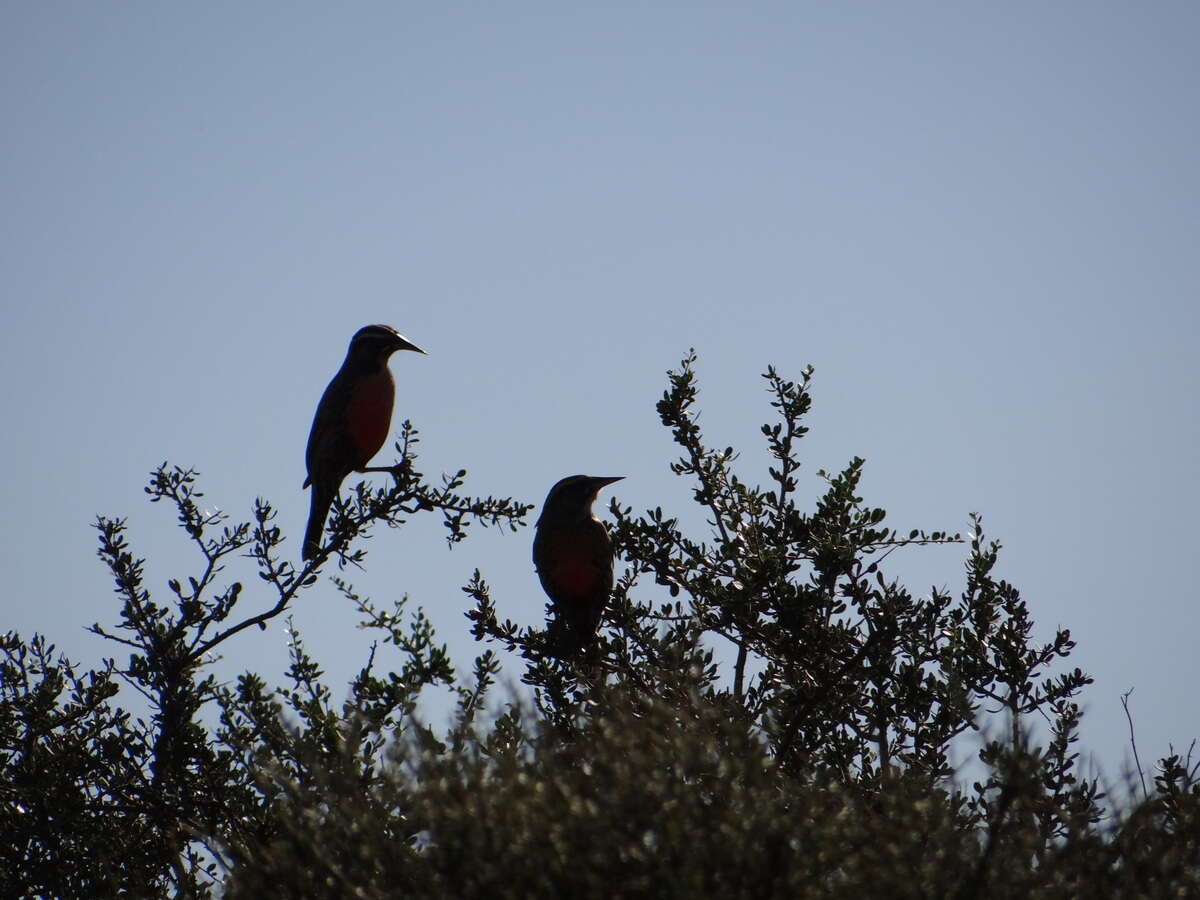 Image of Long-tailed Meadowlark