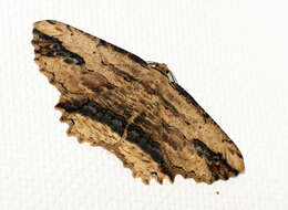 Image of waved umber